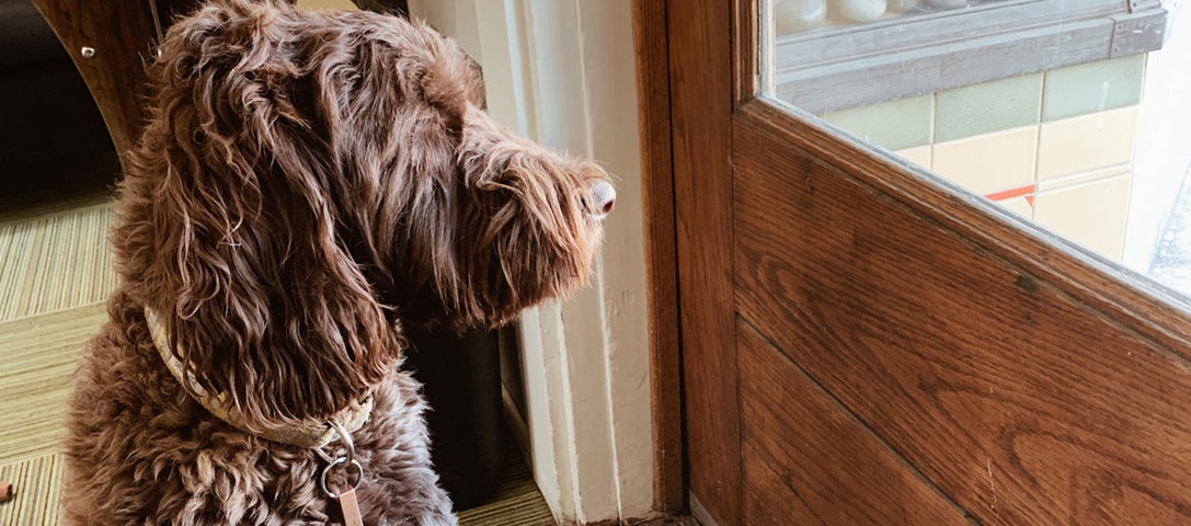 Dog looking out the window of a Montana jewelry store featuring sustainable jewelry.